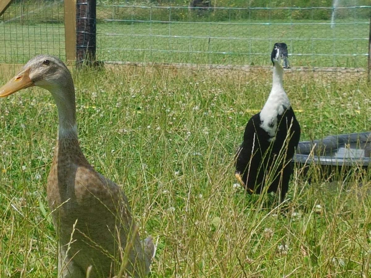 Willa 'T Nieuwe Nest Kaatsheuvel Zewnętrze zdjęcie